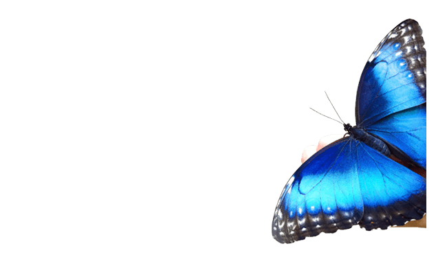 Каталог живых бабочек